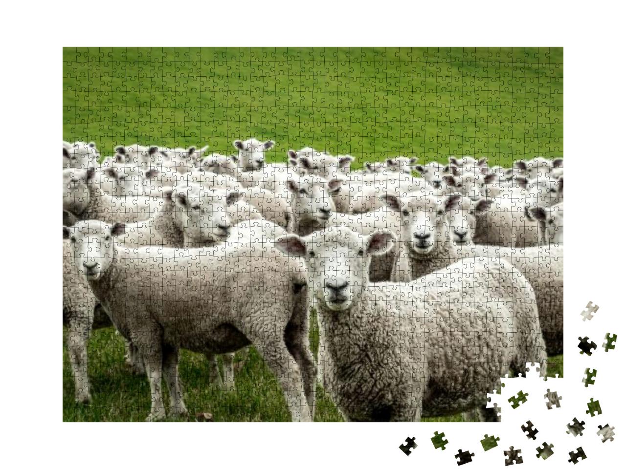 Flock of Staring Sheep... Jigsaw Puzzle with 1000 pieces