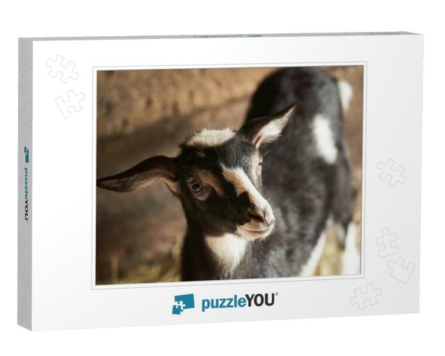 Black & White Goat in Barn. Domestic Dwarf Goat in the Fa... Jigsaw Puzzle