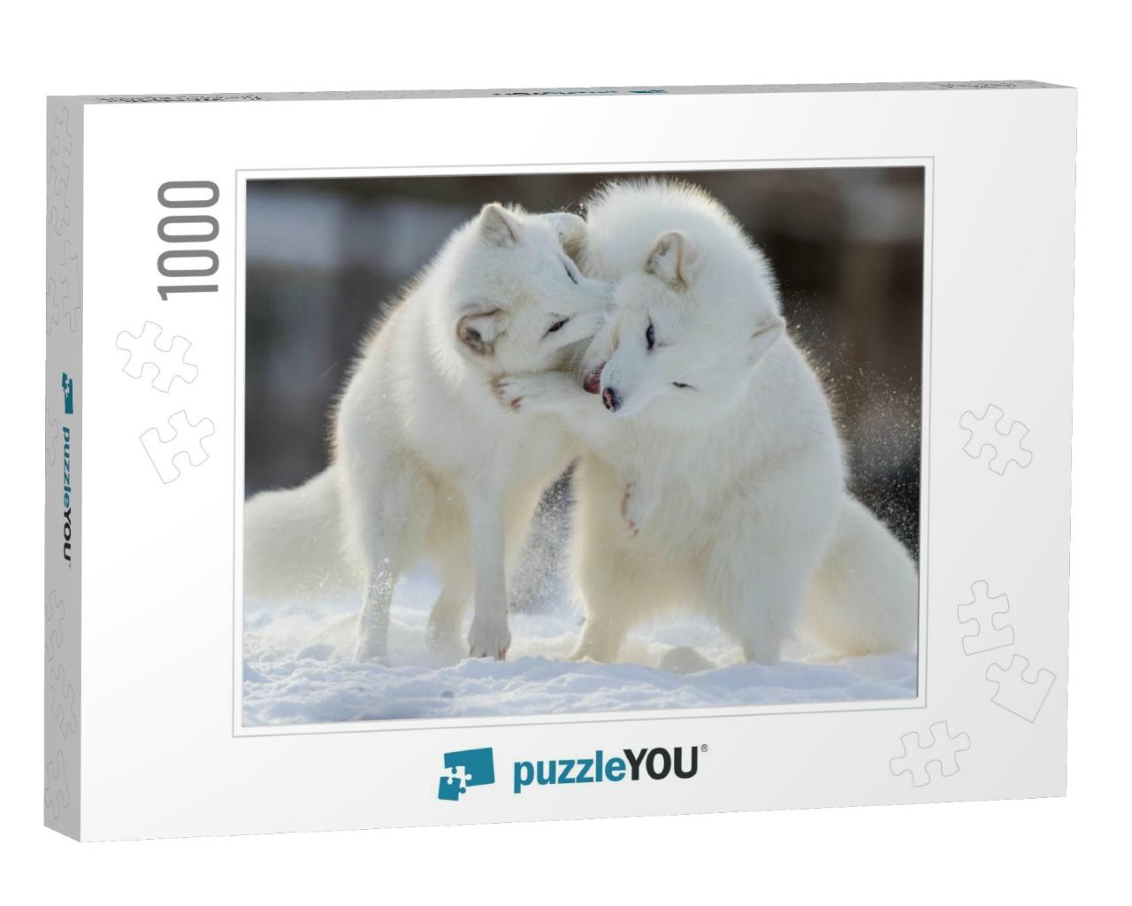 Arctic Fox Fighting in Winter... Jigsaw Puzzle with 1000 pieces