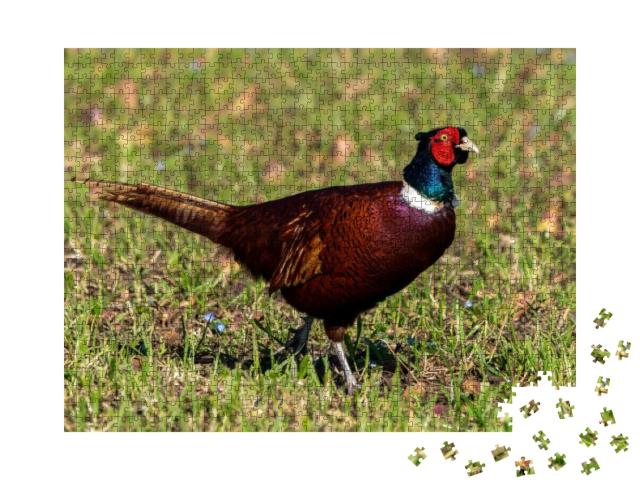 Pheasant Displaying All Its Beautiful Colors on a Spring... Jigsaw Puzzle with 1000 pieces