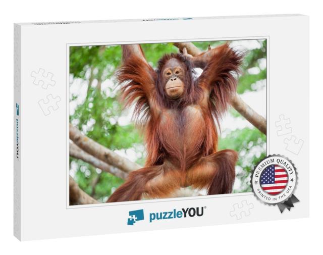 Orangutan Cute... Jigsaw Puzzle