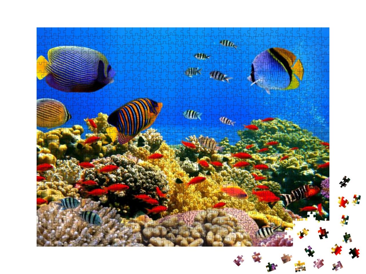 Photo of a Coral Colony on a Reef, Red Sea, Egypt... Jigsaw Puzzle with 1000 pieces