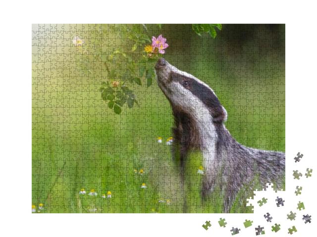 European Badger is Sniffing Flowering Wild Rose. Horizont... Jigsaw Puzzle with 1000 pieces