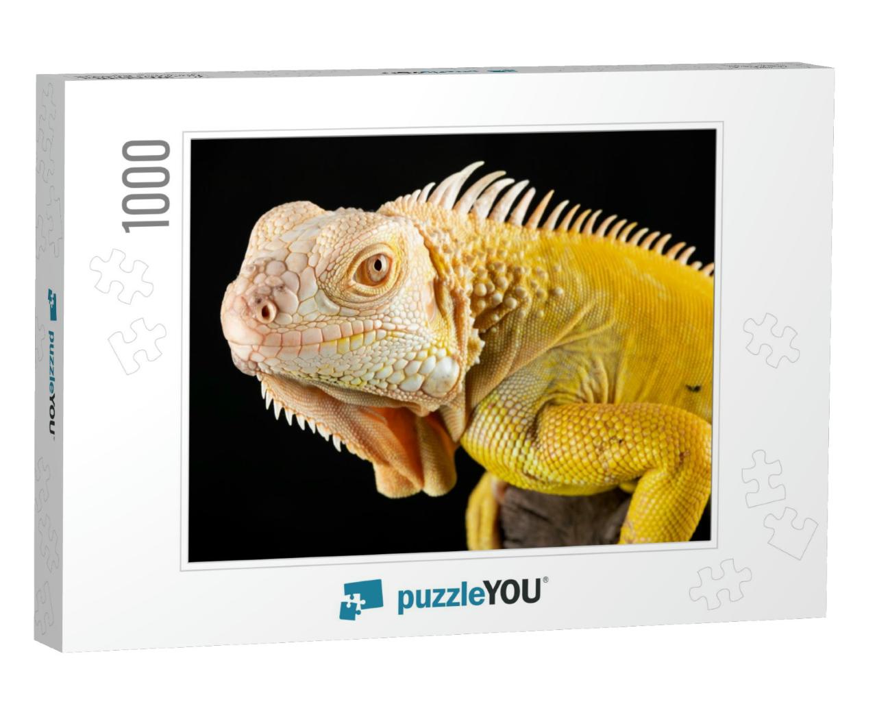 Close Up of Yellow Albino Iguana on Black Background... Jigsaw Puzzle with 1000 pieces