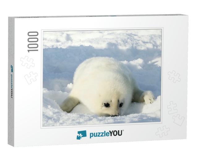 Newborn Seal. Squirrel Seal. White Fluffy Harp Seal... Jigsaw Puzzle with 1000 pieces