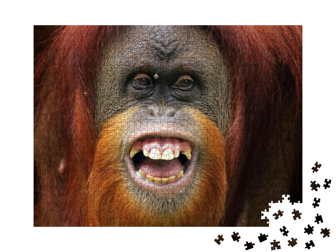 Orangutan Smile, Smile Face of Orangutan Sumatran, Orangu... Jigsaw Puzzle with 1000 pieces