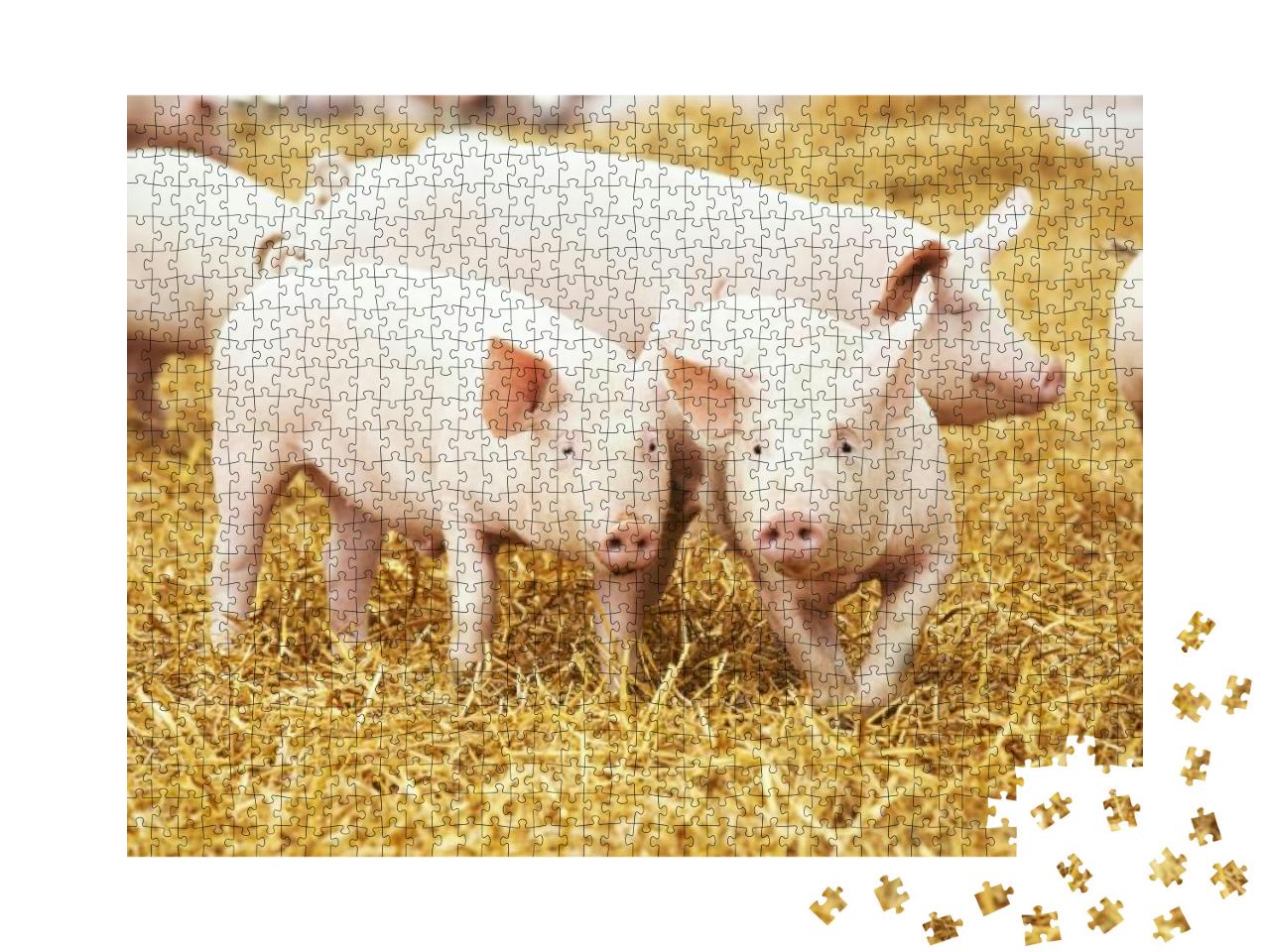 Two Young Piglet on Hay & Straw At Pig Breeding Farm... Jigsaw Puzzle with 1000 pieces
