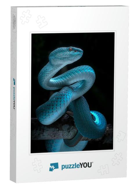 Venomous Viper Snake - Reptile/Snake Photo Series... Jigsaw Puzzle