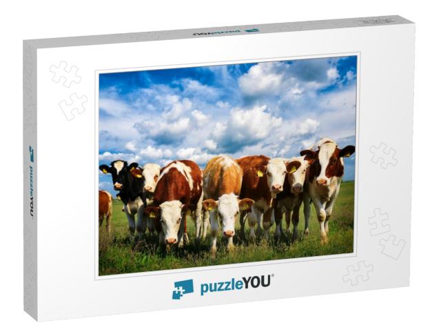 Cows on a Green Summer Meadow... Jigsaw Puzzle