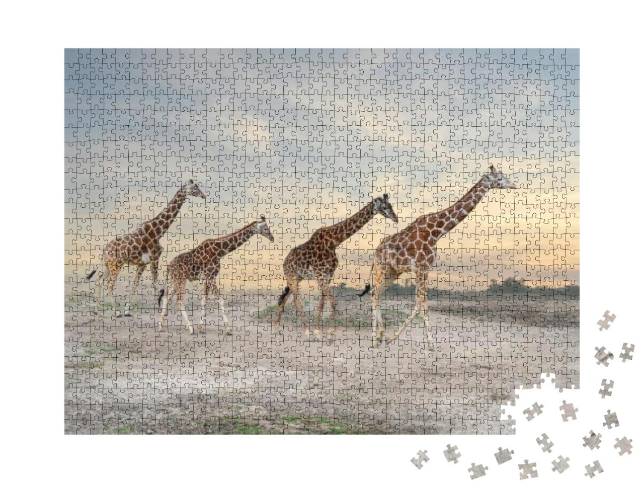 Herd of Giraffes, Giraffe Family... Jigsaw Puzzle with 1000 pieces