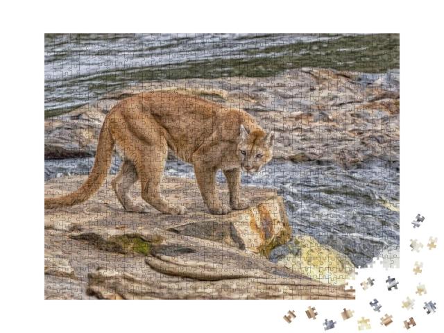 Mountain Lion At Riverside, Digital Oil Painting... Jigsaw Puzzle with 1000 pieces