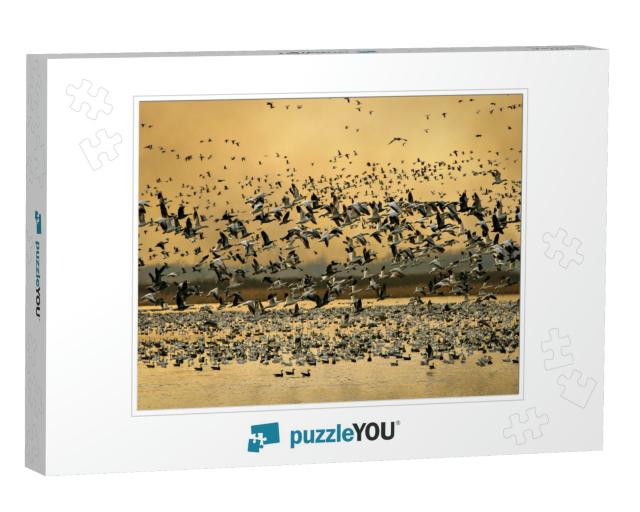 Snow Geese At Loess Bluffs National Wildlife Refuge in No... Jigsaw Puzzle