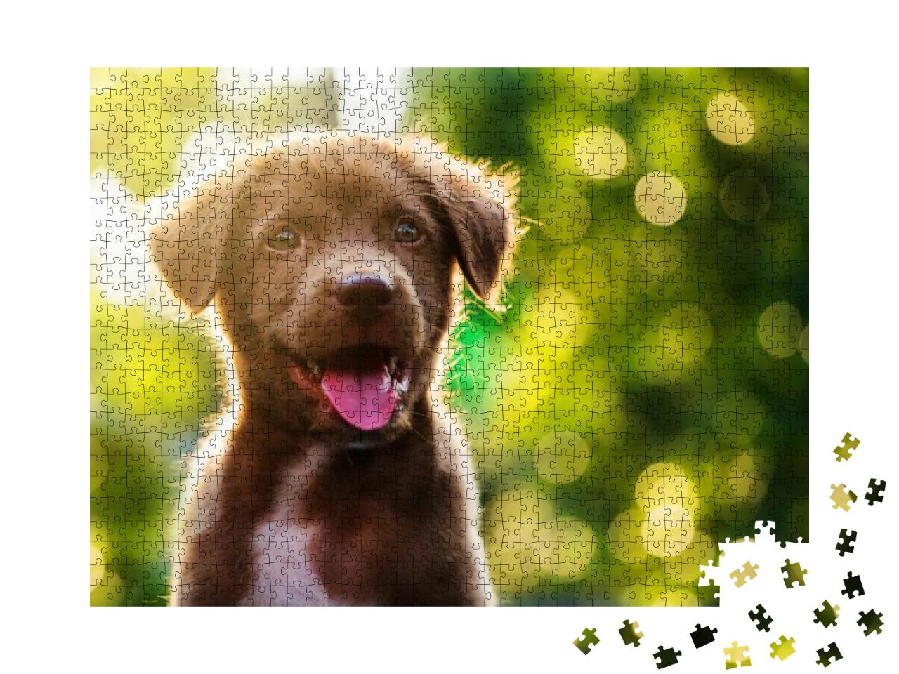 Cute Brown Smile Happy Labrador Retriever Puppy Against F... Jigsaw Puzzle with 1000 pieces