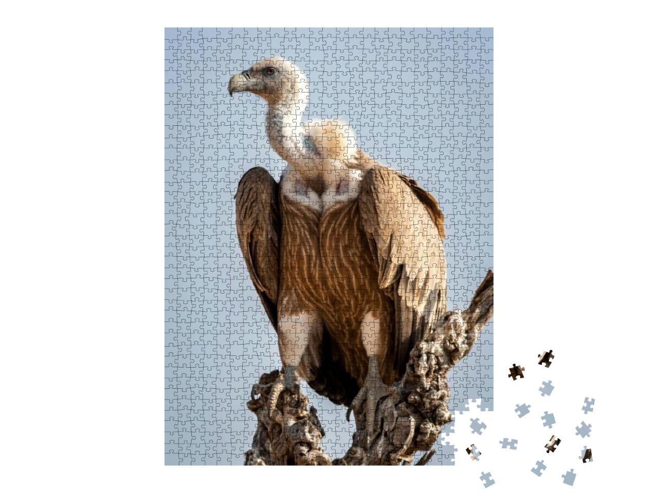 Griffon Vulture or Eurasian Griffon or Gyps Fulvus Closeu... Jigsaw Puzzle with 1000 pieces