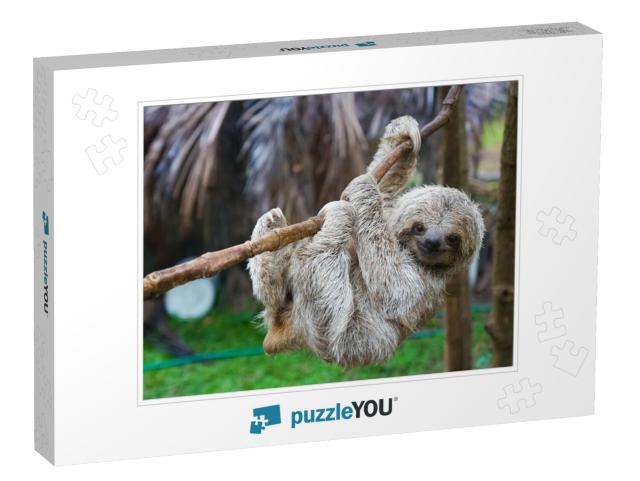 Sloths in Rescue Centre in Costa Rica San Jose... Jigsaw Puzzle