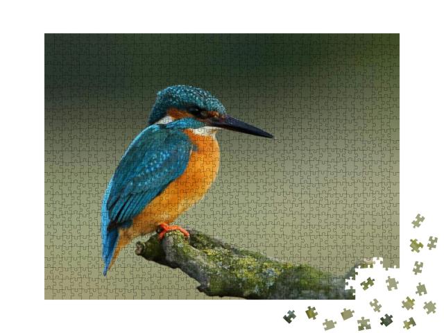 Kingfisher Alcedo At This Common Kingfisher, Bird... Jigsaw Puzzle with 1000 pieces