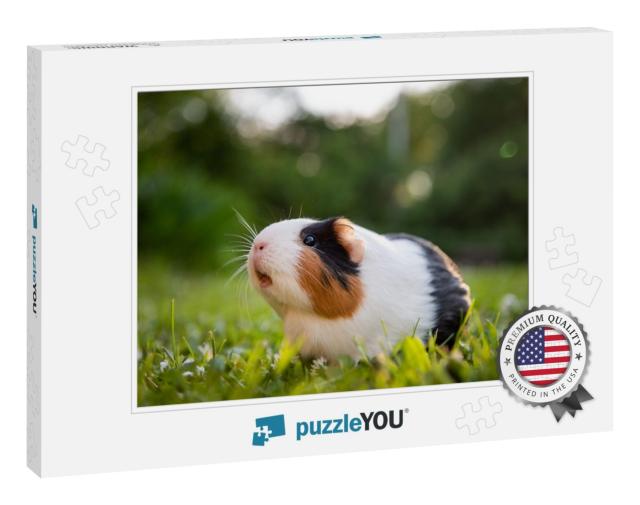Guinea Pig in a Meadow... Jigsaw Puzzle