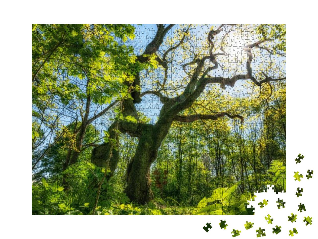 Old Cripple Oak in the National Park Hainich When the Wea... Jigsaw Puzzle with 1000 pieces