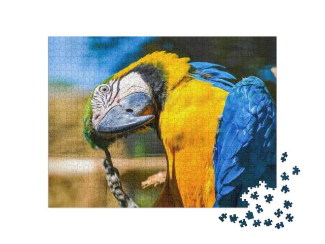 Ara Ararauna. Blue-Yellow Macaw Parrot Portrait. Ara Maca... Jigsaw Puzzle with 1000 pieces