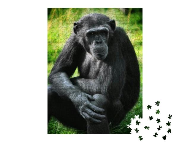 Animal Portrait - Chimpanzee Monkey Sitting & Posing... Jigsaw Puzzle with 1000 pieces