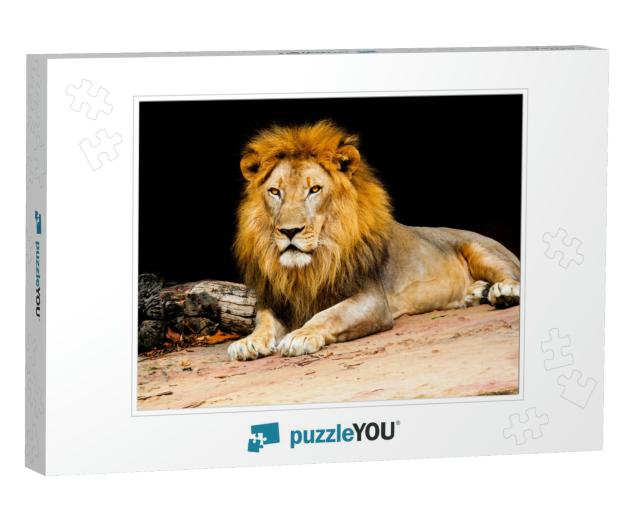 Lion on Stone Nature, Lion is Mammal Wildlife Type of Cat... Jigsaw Puzzle