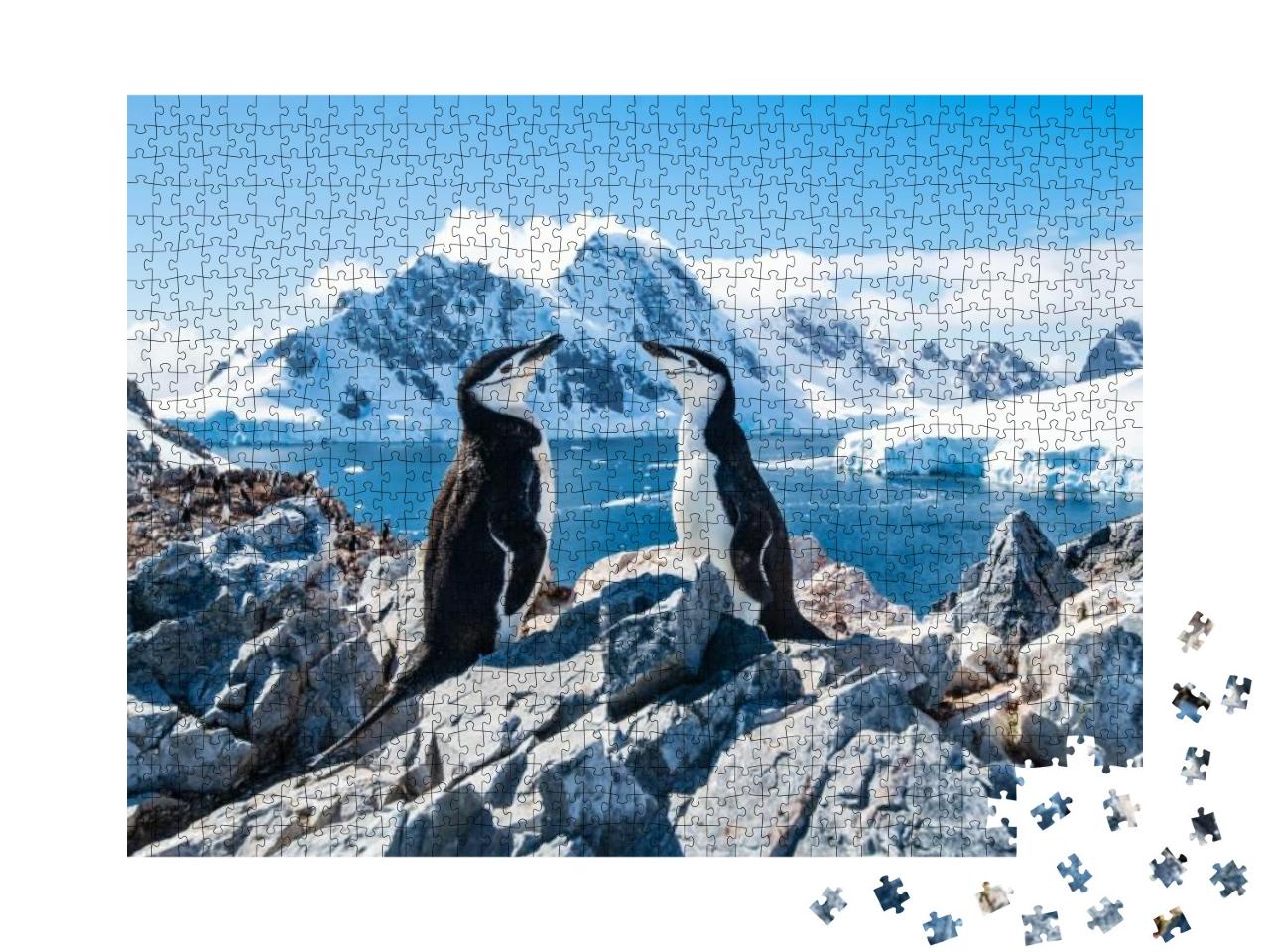 Chinstrap Penguin, Antarctica, January 2019... Jigsaw Puzzle with 1000 pieces