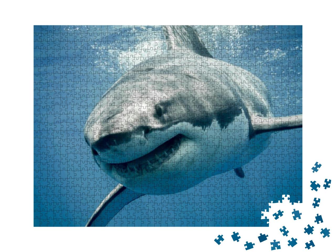 Great White Shark Smiling... Jigsaw Puzzle with 1000 pieces