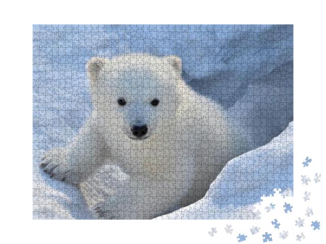 Portrait of a White Bear... Jigsaw Puzzle with 1000 pieces