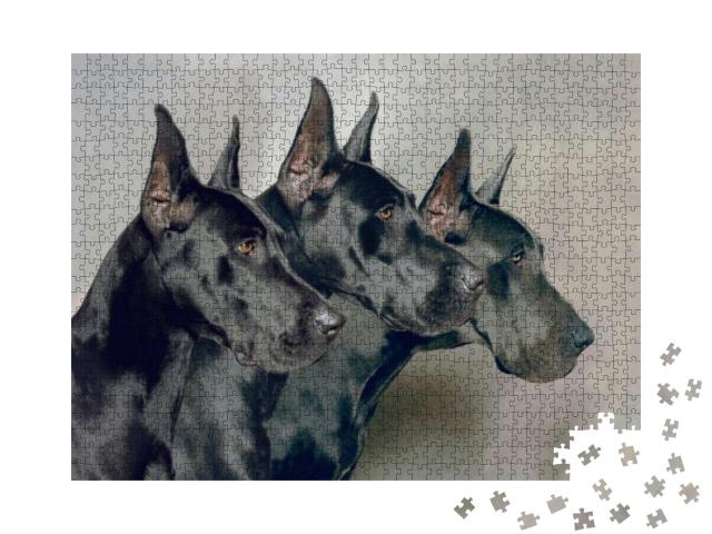 Three Generations of Great Dane Dogs... Jigsaw Puzzle with 1000 pieces