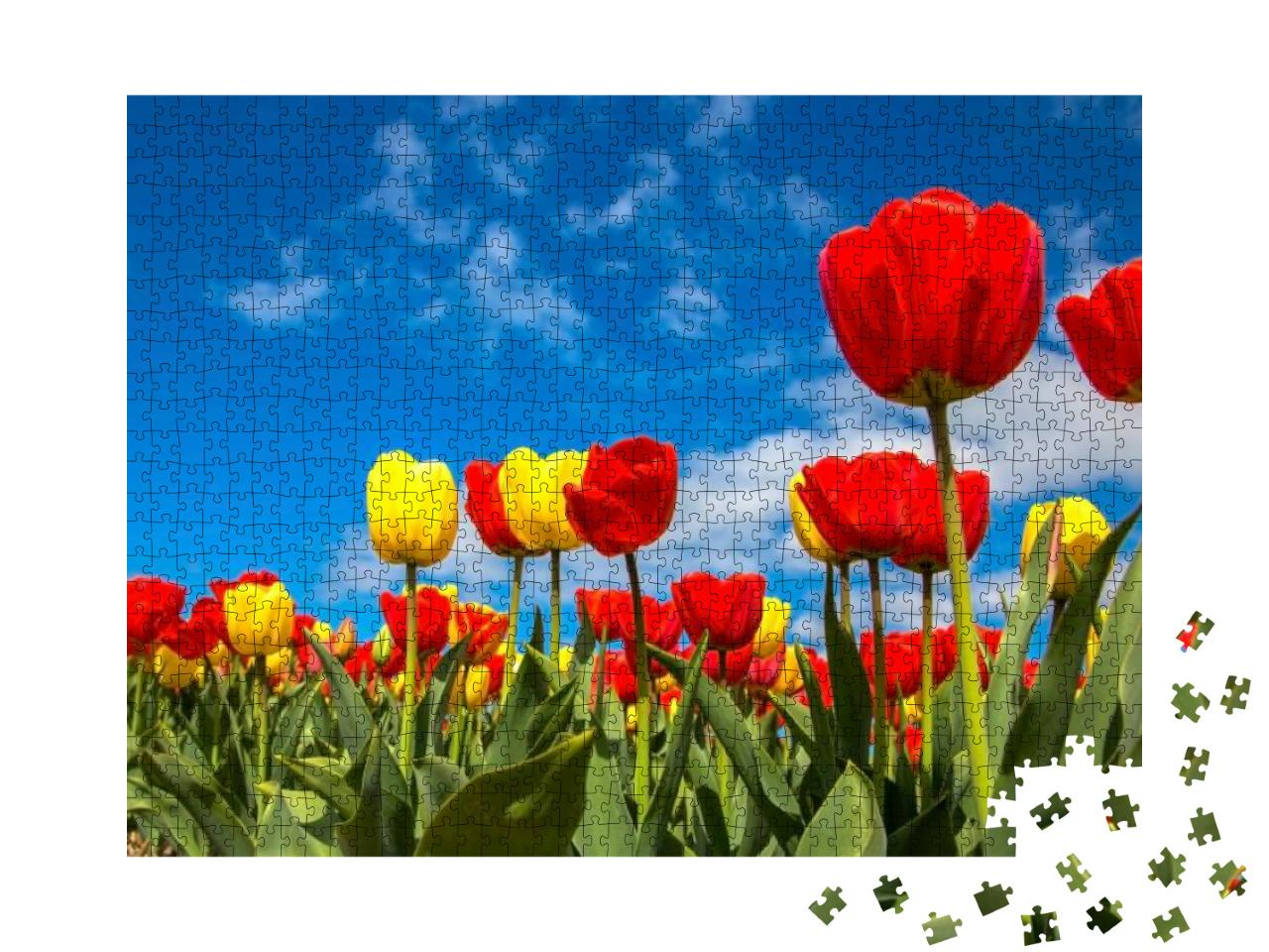 Colorful Spring Tulip Fields. Dutch Multicolored Vibrant... Jigsaw Puzzle with 1000 pieces