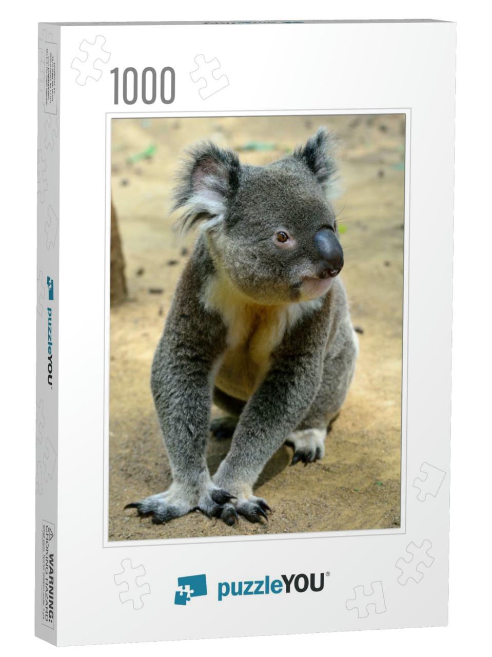 Koala Sitting on the Ground in Queensland, Australia... Jigsaw Puzzle with 1000 pieces