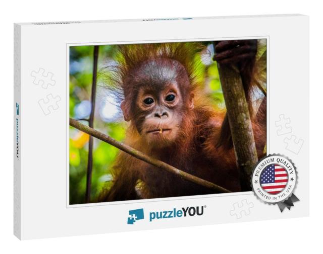 Worlds Cutest Baby Orangutan Looks Into Camera in Borneo... Jigsaw Puzzle
