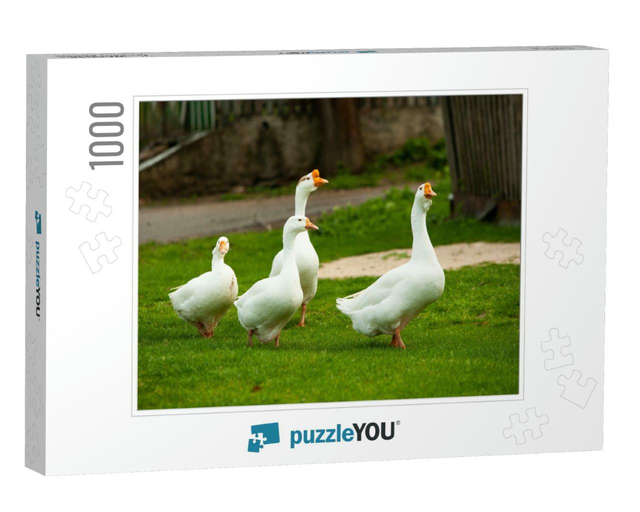 Flock of White Domestic Geese on the Pasture. Big White G... Jigsaw Puzzle with 1000 pieces