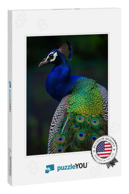 Indian Peacock, Closeup, Peacock Head, Peacock Feathers... Jigsaw Puzzle