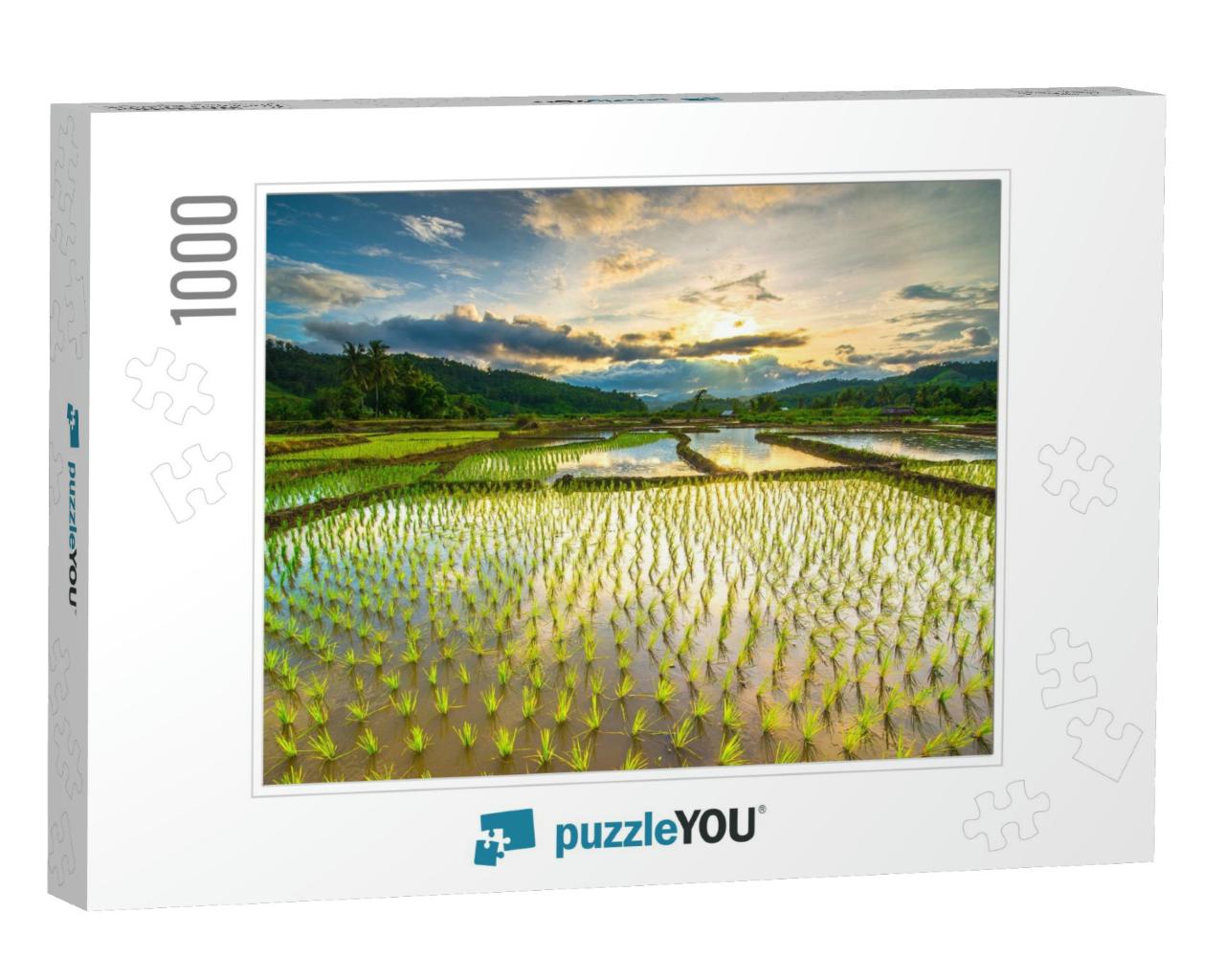 Beautiful Rice Fields... Jigsaw Puzzle with 1000 pieces