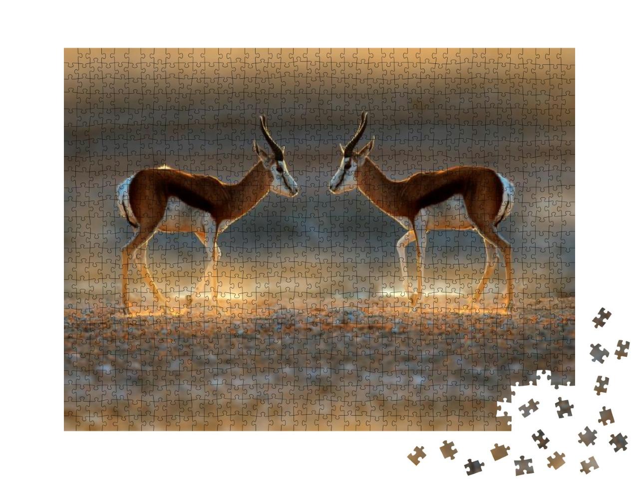 Springbok Antelope, Antidorcas Marsupialis, in the Africa... Jigsaw Puzzle with 1000 pieces