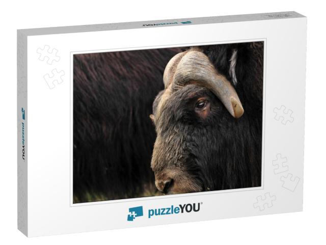 Closeup of a Musk Ox with Others from the Herd in the Bac... Jigsaw Puzzle