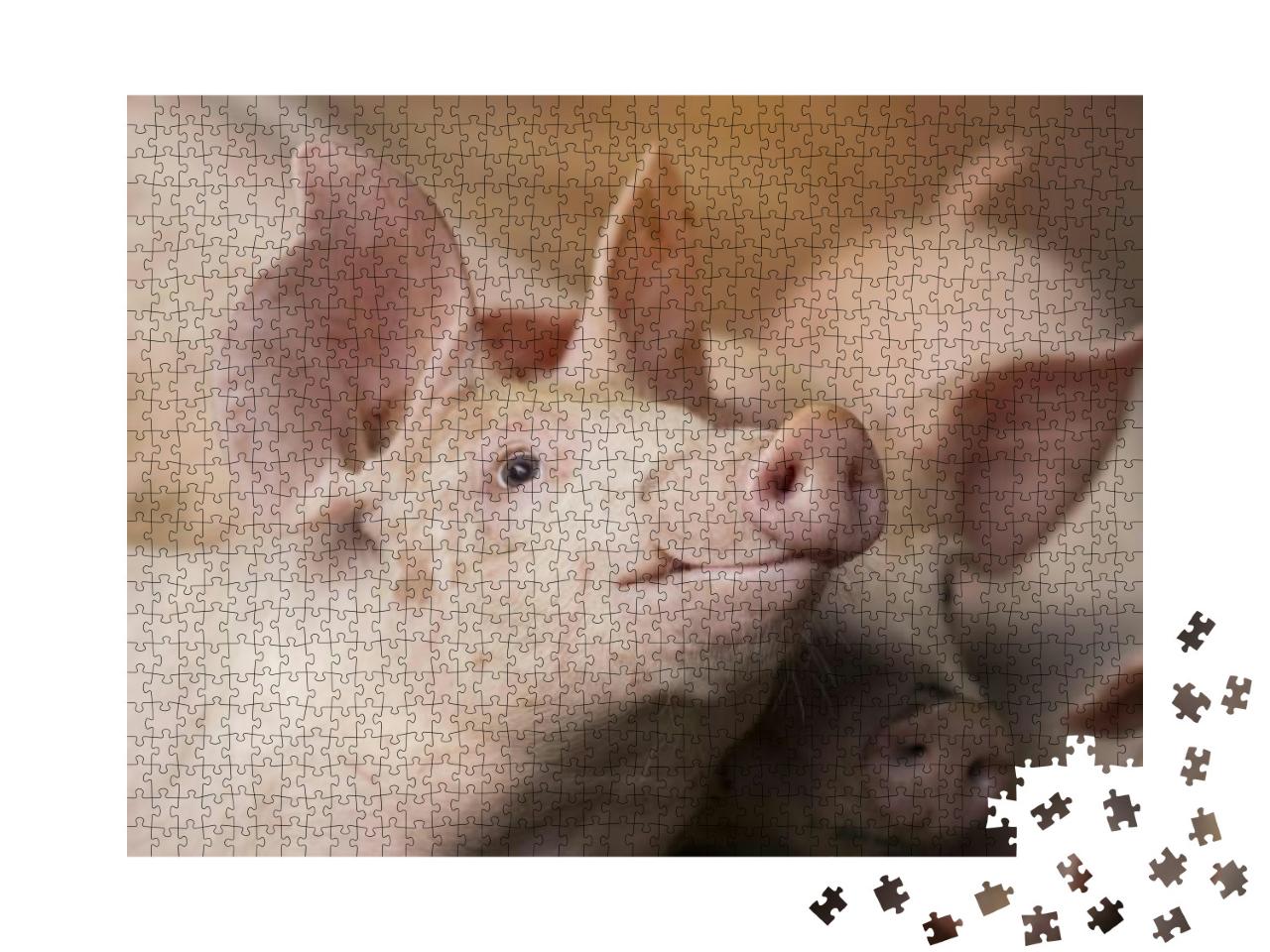 Piglet Waiting Feed. Pig Indoor on a Farm Yard in Thailan... Jigsaw Puzzle with 1000 pieces