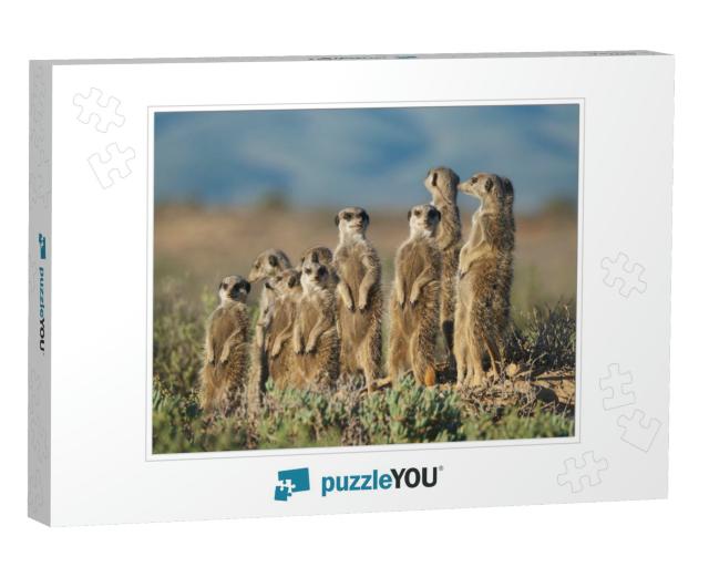 Meerkats Family in South Africa... Jigsaw Puzzle