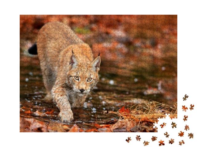 Lynx Walking in Orange Leaves with Water. Wild Animal Hid... Jigsaw Puzzle with 1000 pieces