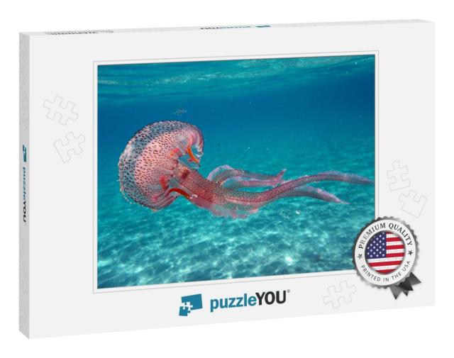 Tuscany, Italy. Pelagia Noctiluca Jellyfish in the Sea of... Jigsaw Puzzle