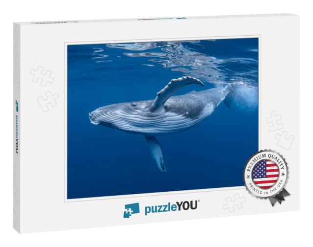 A Baby Humpback Whale Plays Near the Surface in Blue Wate... Jigsaw Puzzle