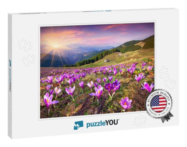 Blossom of Crocuses At Spring in the Mountains. Colorful... Jigsaw Puzzle