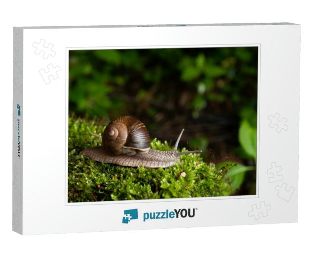 Snail in Its Natural Habitat. the Largest Snail in Europe... Jigsaw Puzzle