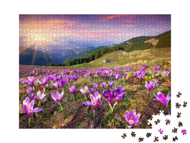 Blossom of Crocuses At Spring in the Mountains. Colorful... Jigsaw Puzzle with 1000 pieces