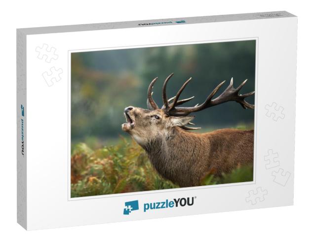 Close Up of a Red Deer Stag Roaring During Rutting Season... Jigsaw Puzzle