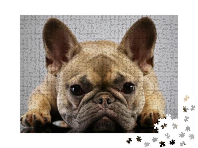Portrait of an Adorable French Bulldog, Studio Shot, Isol... Jigsaw Puzzle with 1000 pieces