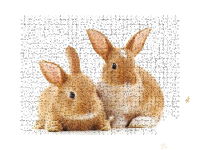 Two Small Rabbits Isolated on a White Background... Jigsaw Puzzle with 1000 pieces