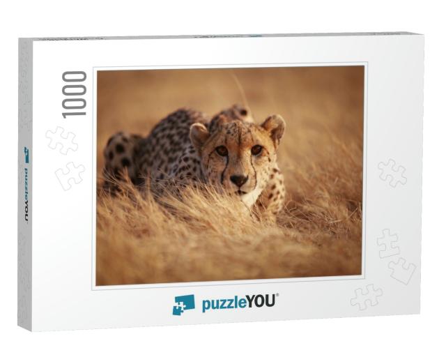 Cheetah... Jigsaw Puzzle with 1000 pieces