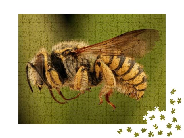 Bee...Macro Specimen, Flying Insect, Side Front Back... Jigsaw Puzzle with 1000 pieces